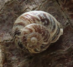 Marmorana muralis
