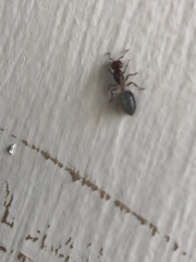 Crematogaster laeviuscula