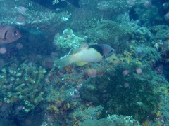 Bodianus mesothorax