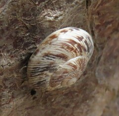 Marmorana muralis
