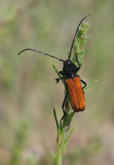 Tragidion coquus