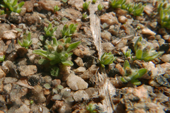 Gnaphalium palustre