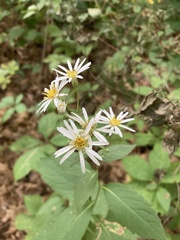 Eurybia furcata