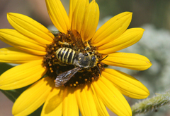 Heteranthidium