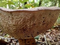 Tylopilus rubrobrunneus