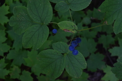 Caulophyllum thalictroides
