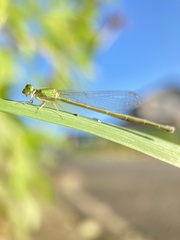 Ischnura asiatica