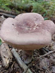 Tylopilus rubrobrunneus