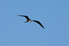 Fregata magnificens rothschildi