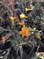 Diplacus aurantiacus