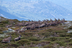 Capra pyrenaica victoriae