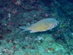 Chromis weberi