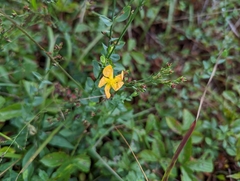 Hypericum denticulatum