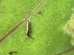 Lepidocyrtus paradoxus