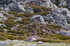 Capra pyrenaica victoriae
