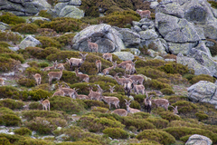 Capra pyrenaica victoriae