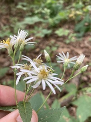Eurybia furcata