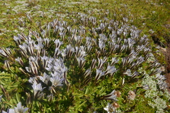 Gentiana newberryi