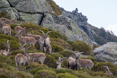 Capra pyrenaica victoriae