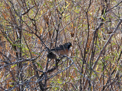 Saltatricula multicolor