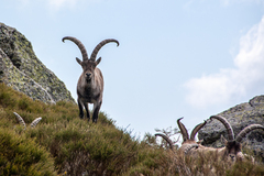 Capra pyrenaica victoriae