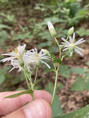 Eurybia furcata