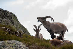 Capra pyrenaica victoriae