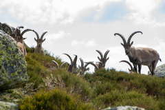 Capra pyrenaica victoriae