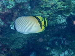 Chaetodon vagabundus