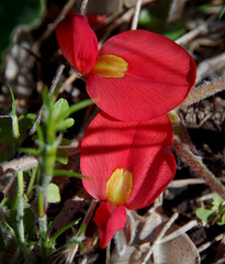 Kennedia prostrata
