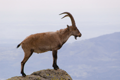 Capra pyrenaica victoriae