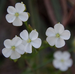 Drosera porrecta