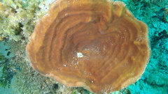 Cribrochalina vasculum