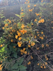 Diplacus aurantiacus