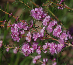 Hypocalymma robustum