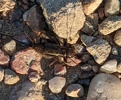 Allonemobius fasciatus