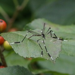 Bittacomorpha clavipes