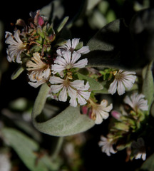 Scaevola canescens