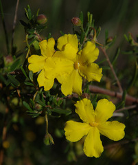 Hibbertia hypericoides hypericoides