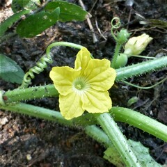Cucumis melo