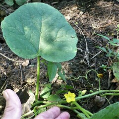Cucumis melo