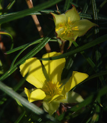Hibbertia