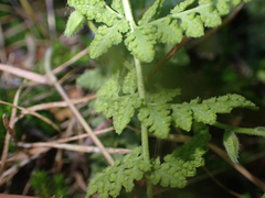Woodsia
