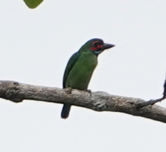 Psilopogon duvaucelii