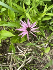 Echinacea