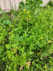 Sisymbrium erysimoides