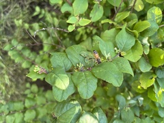 Apis mellifera