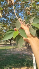 Broussonetia papyrifera