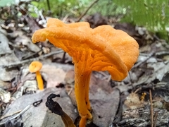 Craterellus ignicolor