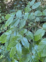 Fraxinus nigra